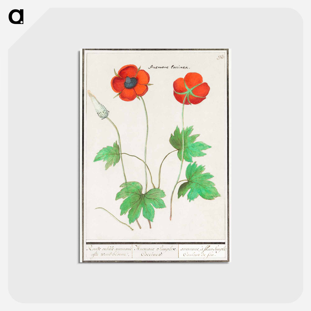 Anemone, Anemone - アンセルムス ボエティウス デ ブート Postcard.