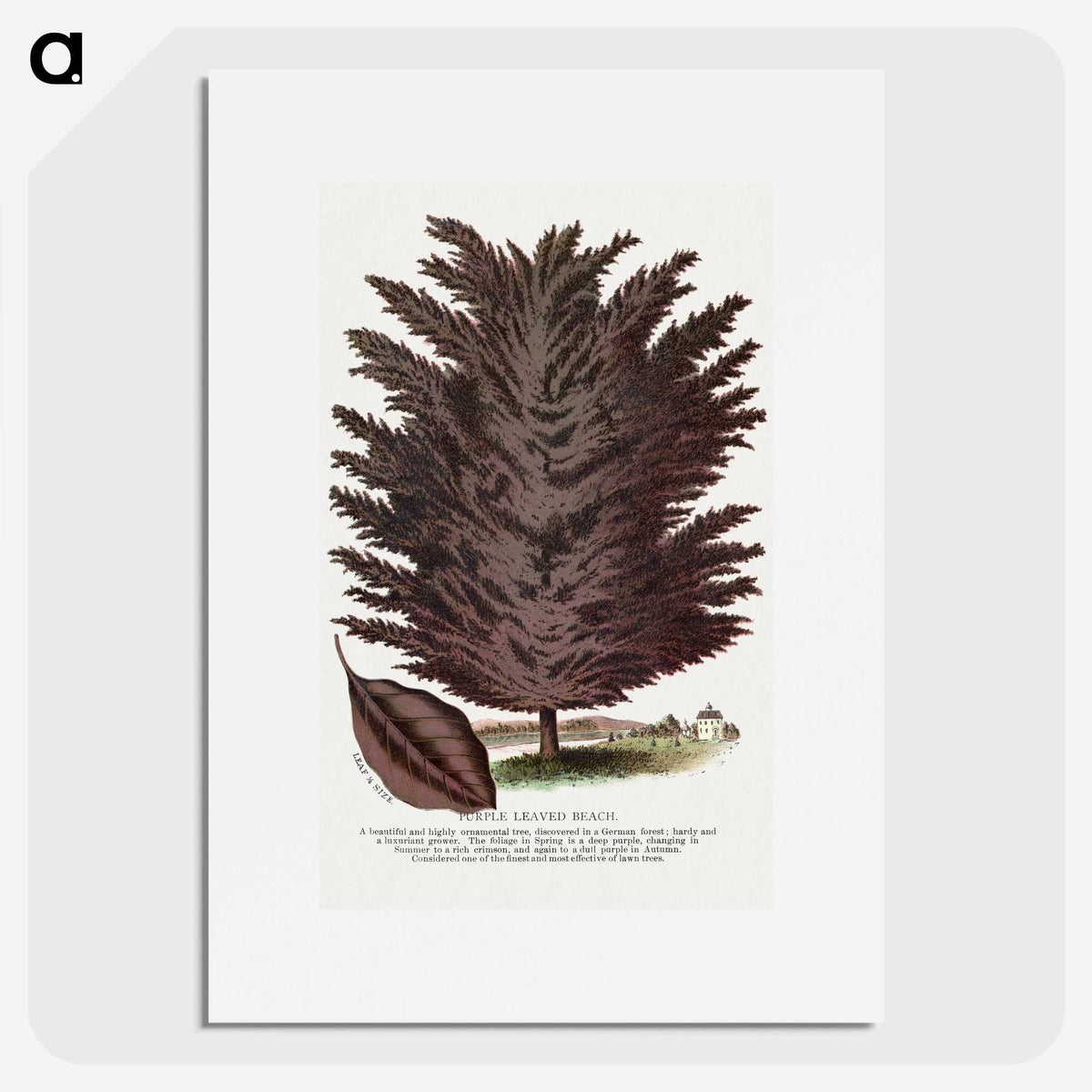 2-12_Botanical-Specimen-Plates_picture