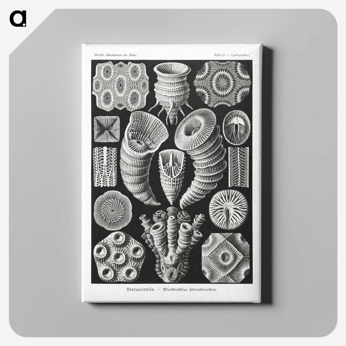 2-12_Ernst-Haeckel_canvas