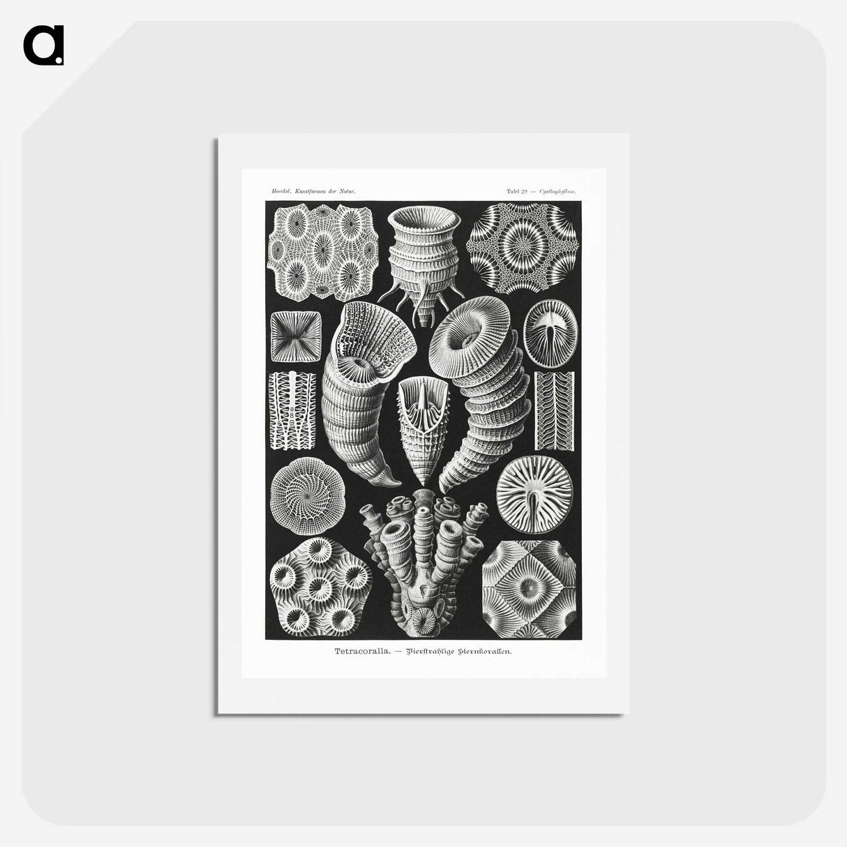 2-12_Ernst-Haeckel_hagaki
