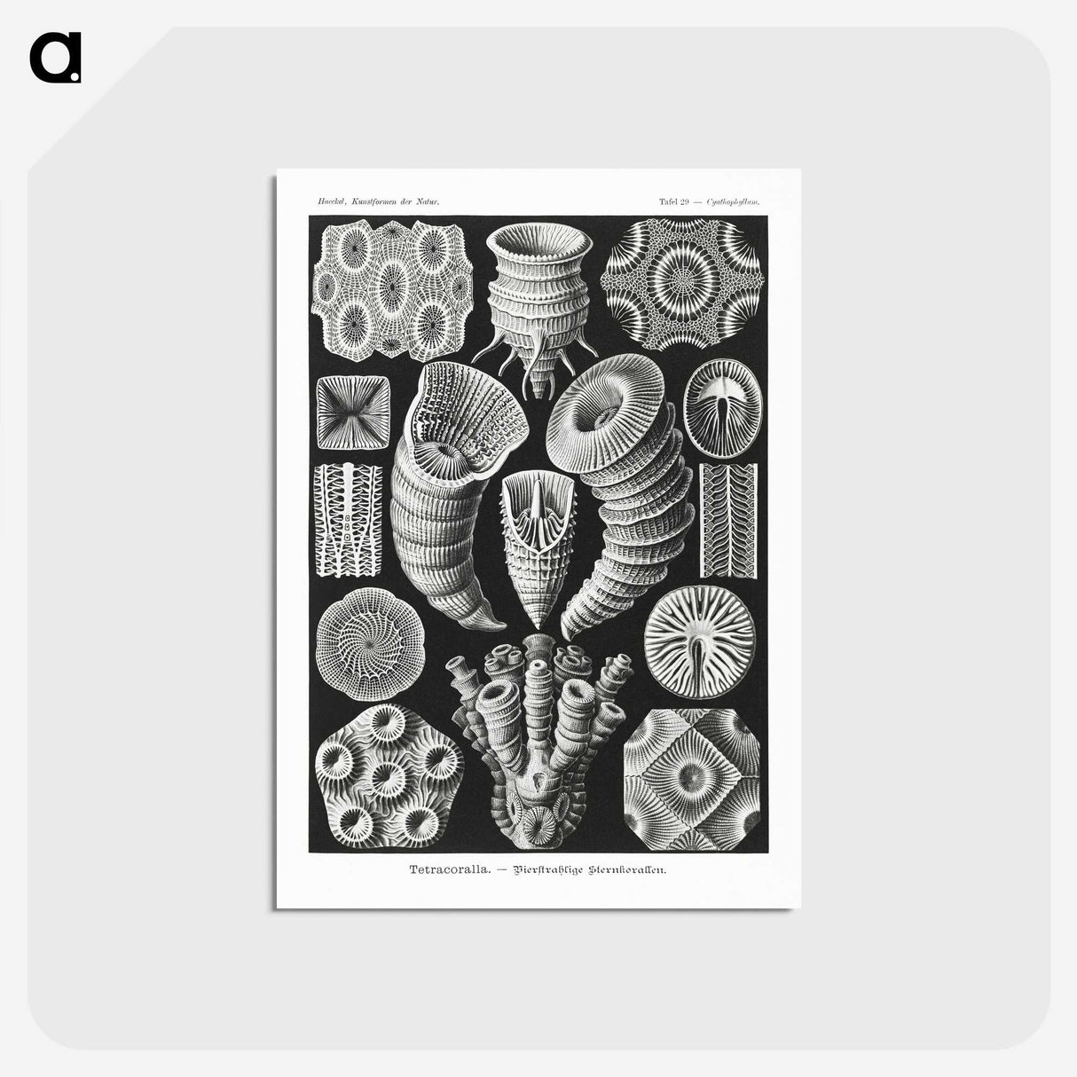 2-12_Ernst-Haeckel_postcard