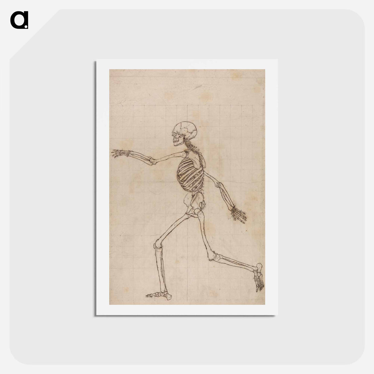 アートポストカード-Human Skeleton, Lateral View
- ジョージ スタッブス Postcard.