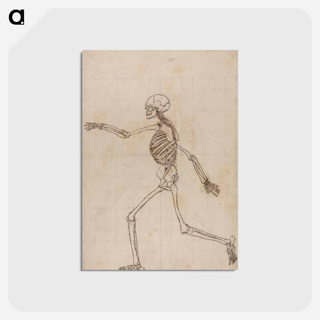 アートポストカード-Human Skeleton, Lateral View
- ジョージ スタッブス Postcard.