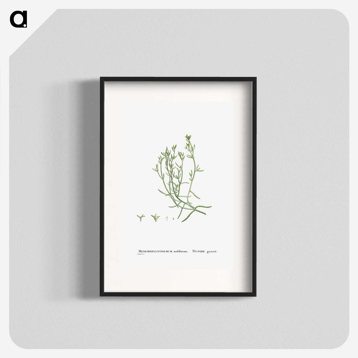 2-12_Histoire-des-Plantes-Grasses_blk