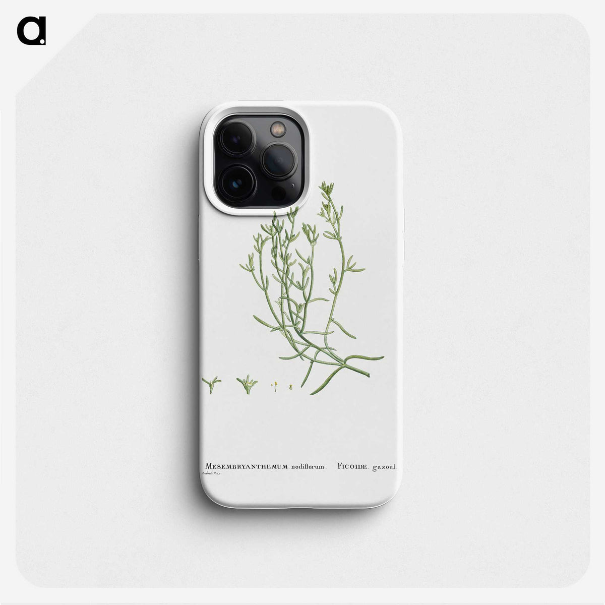 2-12_Histoire-des-Plantes-Grasses_phone