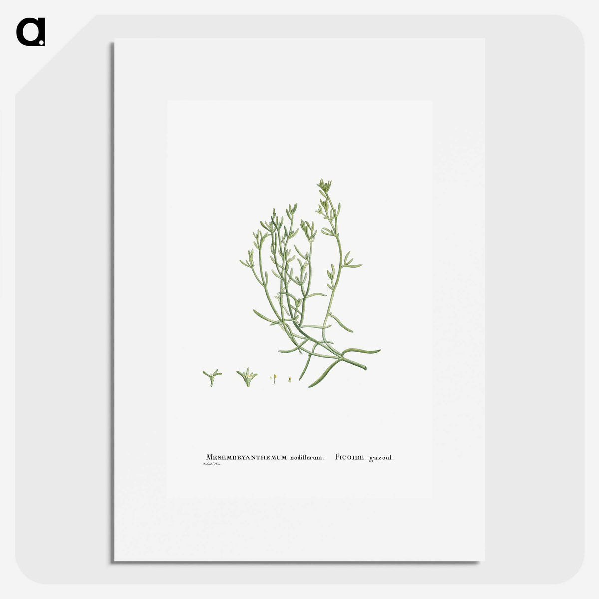 2-12_Histoire-des-Plantes-Grasses_picture
