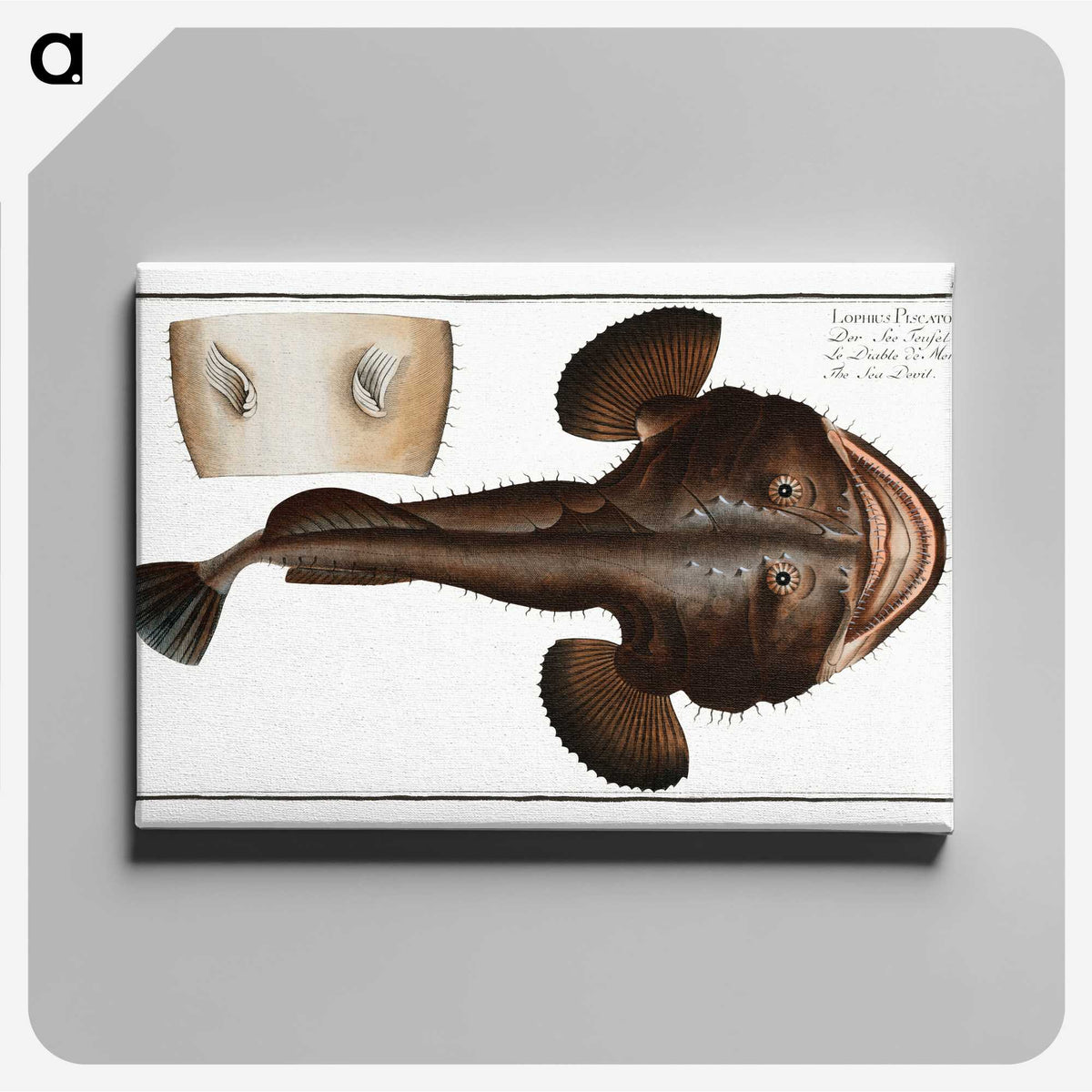 2-12_Ichtyologie-ou-Histoire-naturelle_canvas