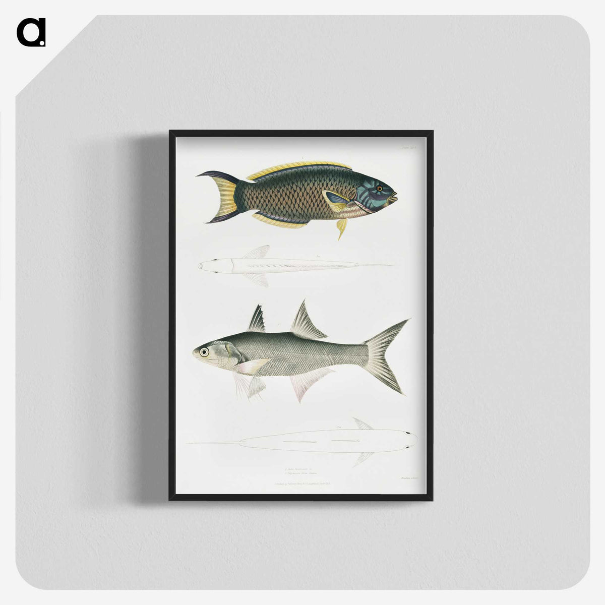 2-12_Indian-Zoology_blk-crop