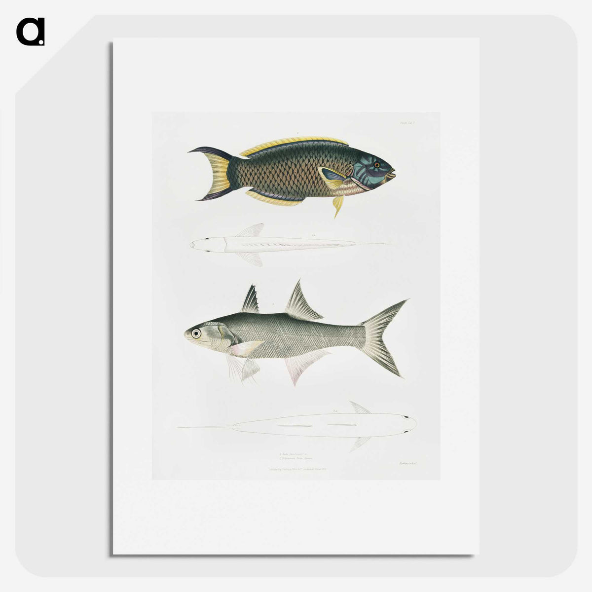 2-12_Indian-Zoology_picture