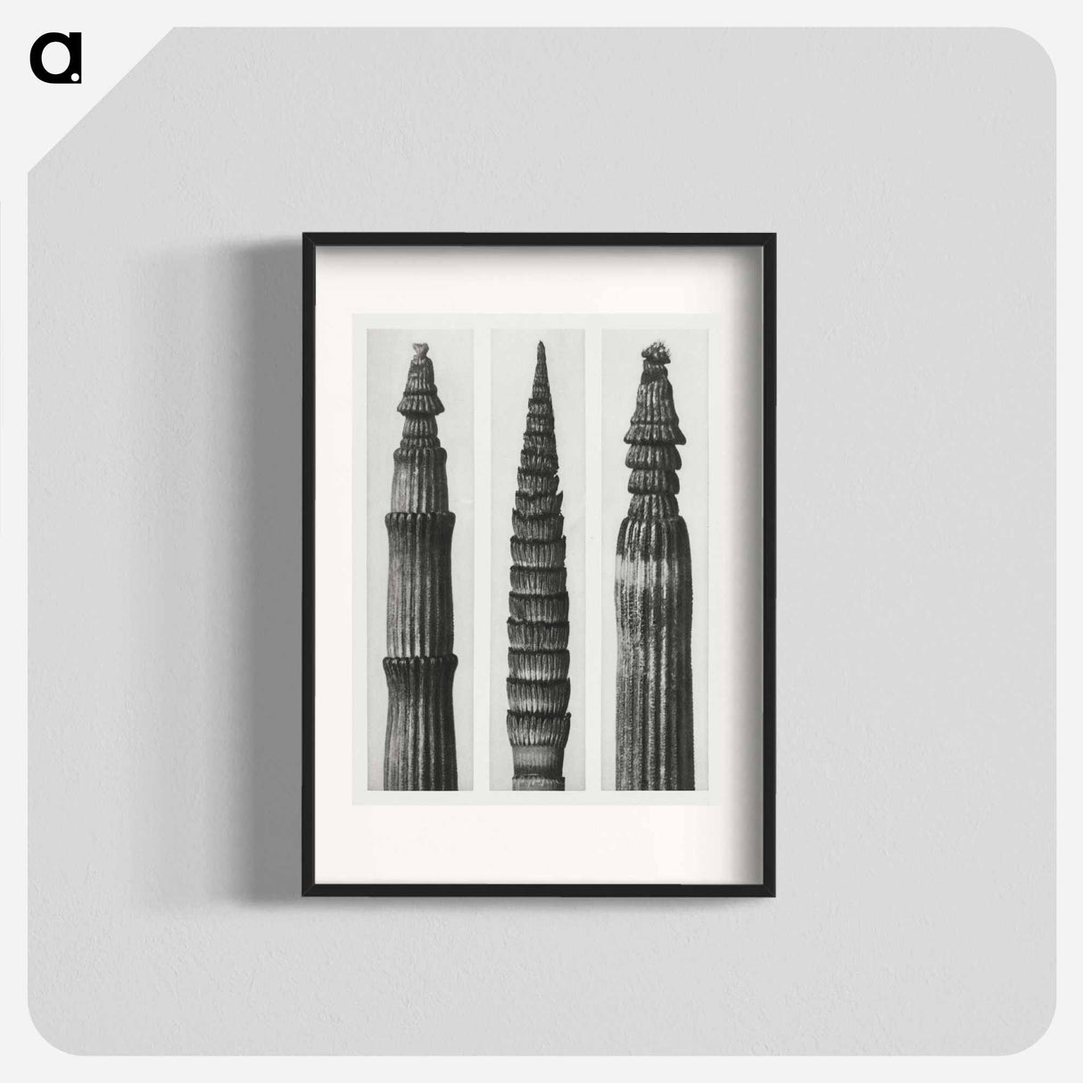 Equisetum Hiemale (Winter Horsetail) enlarged 12 times, Equisetum Maximum (Fox–Tailed Asparagus) enlarged 4 times, and Equisetum Hiemale (Winter Horsetail) enlarged 18 times from Urformen der Kunst - Karl Blossfeldt Poster.