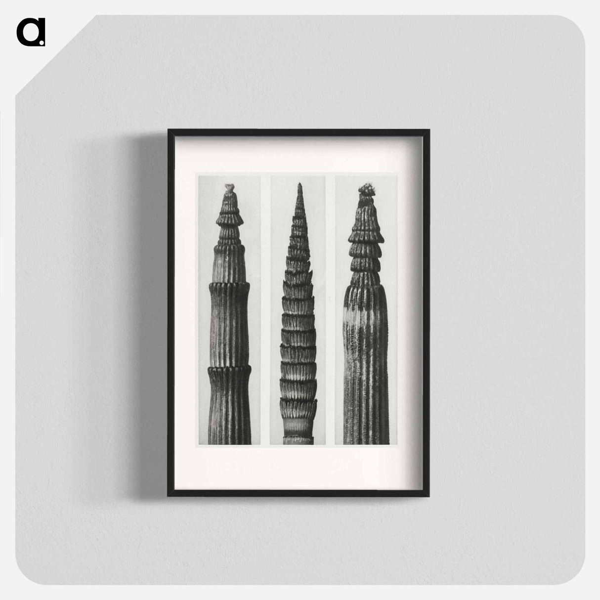 アートポスター-Equisetum Hiemale (Winter Horsetail) enlarged 12 times, Equisetum Maximum (Fox–Tailed Asparagus) enlarged 4 times, and Equisetum Hiemale (Winter Horsetail) enlarged 18 times from Urformen der Kunst - カール ブロスフェルト Poster.