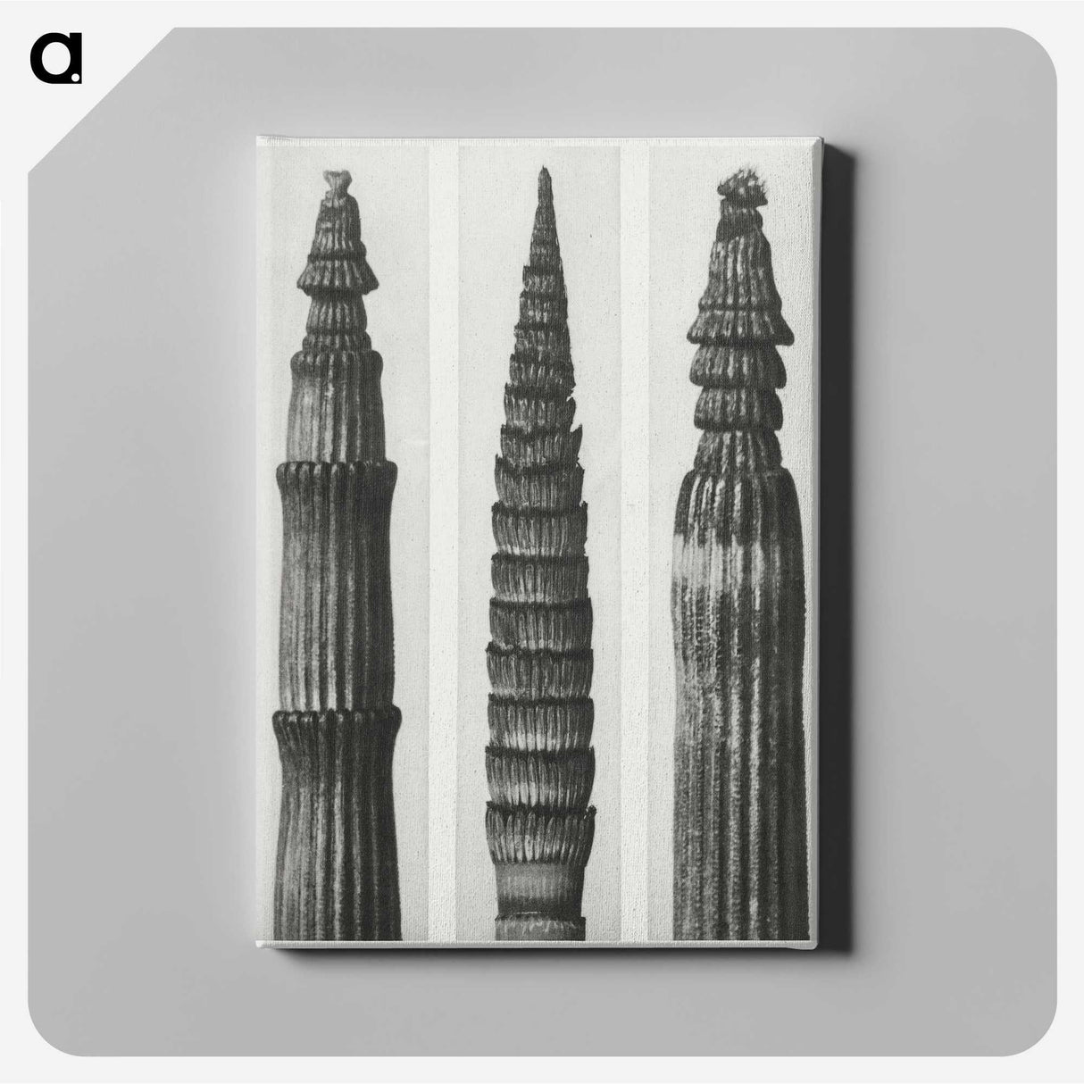2-12_Karl-Blossfeldt_canvas