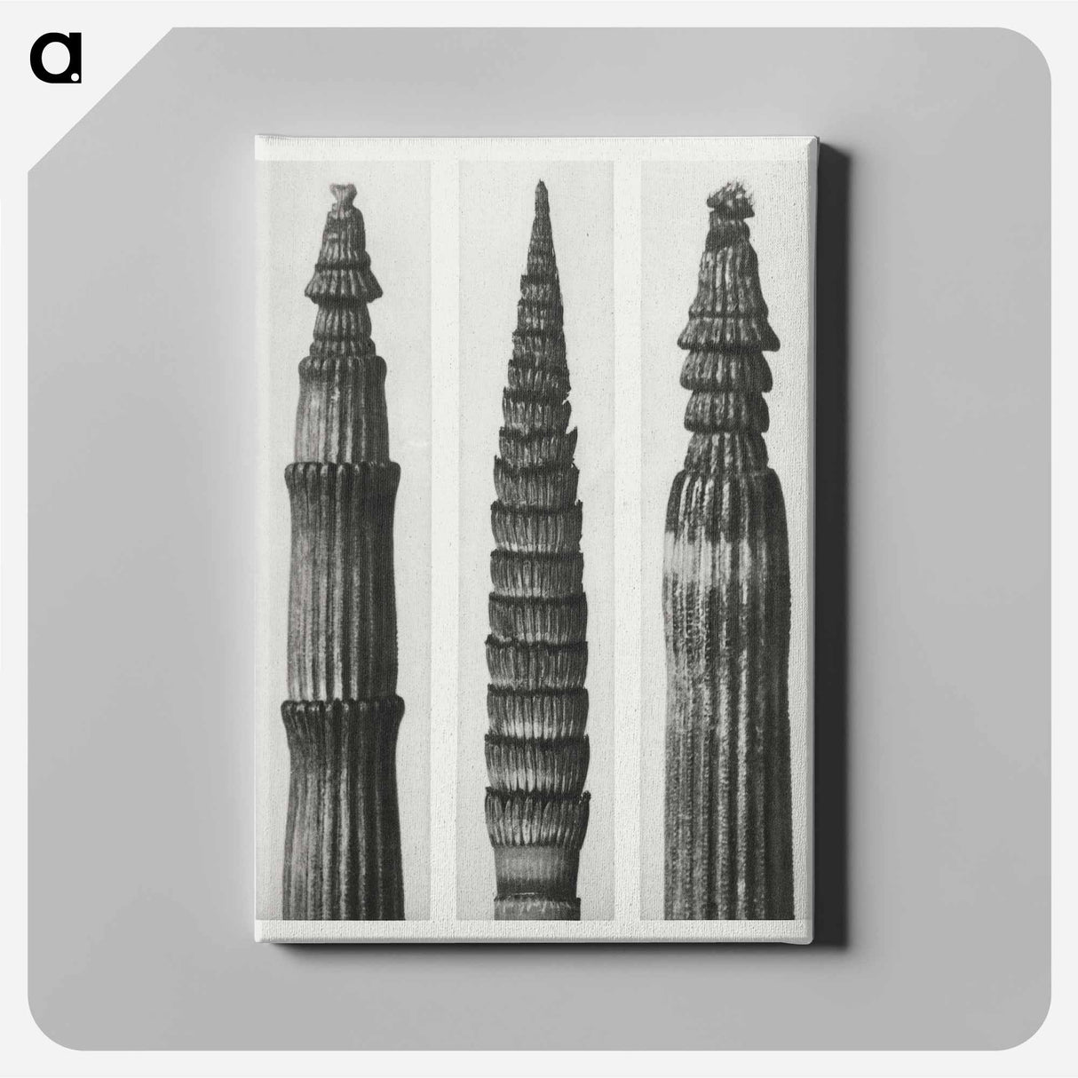 Equisetum Hiemale (Winter Horsetail) enlarged 12 times, Equisetum Maximum (Fox–Tailed Asparagus) enlarged 4 times, and Equisetum Hiemale (Winter Horsetail) enlarged 18 times from Urformen der Kunst - Karl Blossfeldt Canvas.