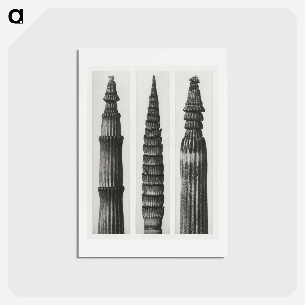 アートポストカード-Equisetum Hiemale (Winter Horsetail) enlarged 12 times, Equisetum Maximum (Fox–Tailed Asparagus) enlarged 4 times, and Equisetum Hiemale (Winter Horsetail) enlarged 18 times from Urformen der Kunst - カール ブロスフェルト Postcard.