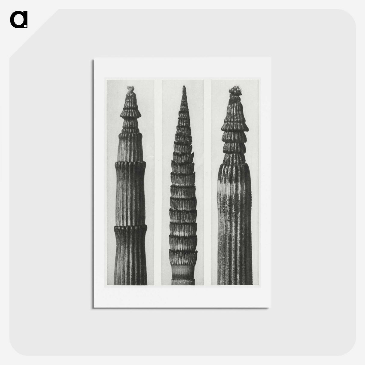 2-12_Karl-Blossfeldt_hagaki