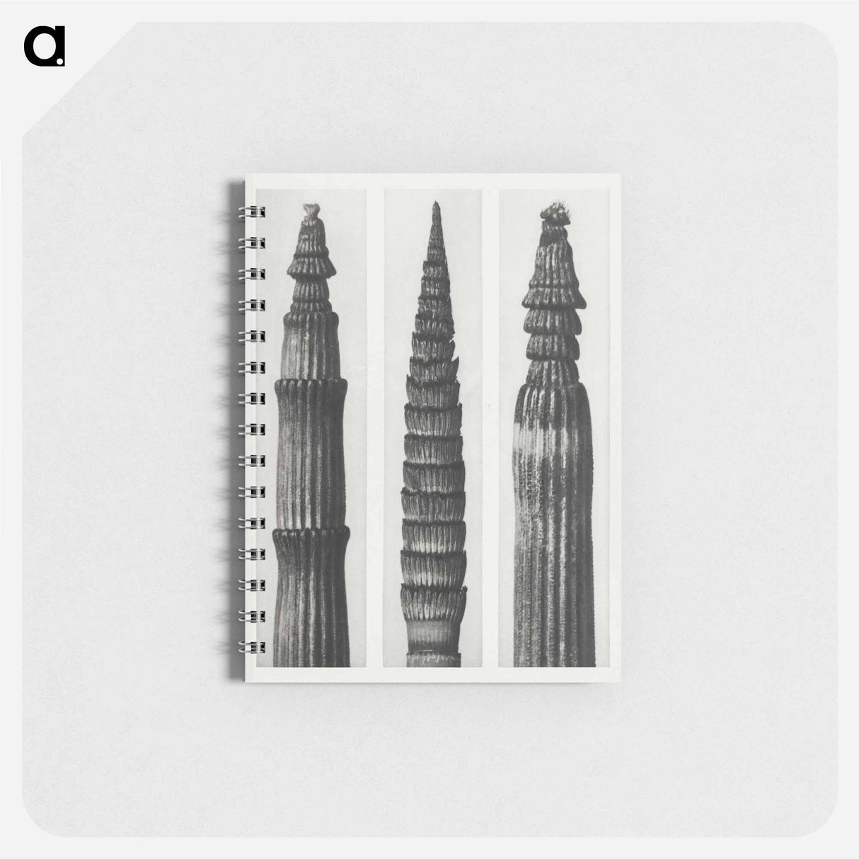 Equisetum Hiemale (Winter Horsetail) enlarged 12 times, Equisetum Maximum (Fox–Tailed Asparagus) enlarged 4 times, and Equisetum Hiemale (Winter Horsetail) enlarged 18 times from Urformen der Kunst - カール ブロスフェルト Memo.