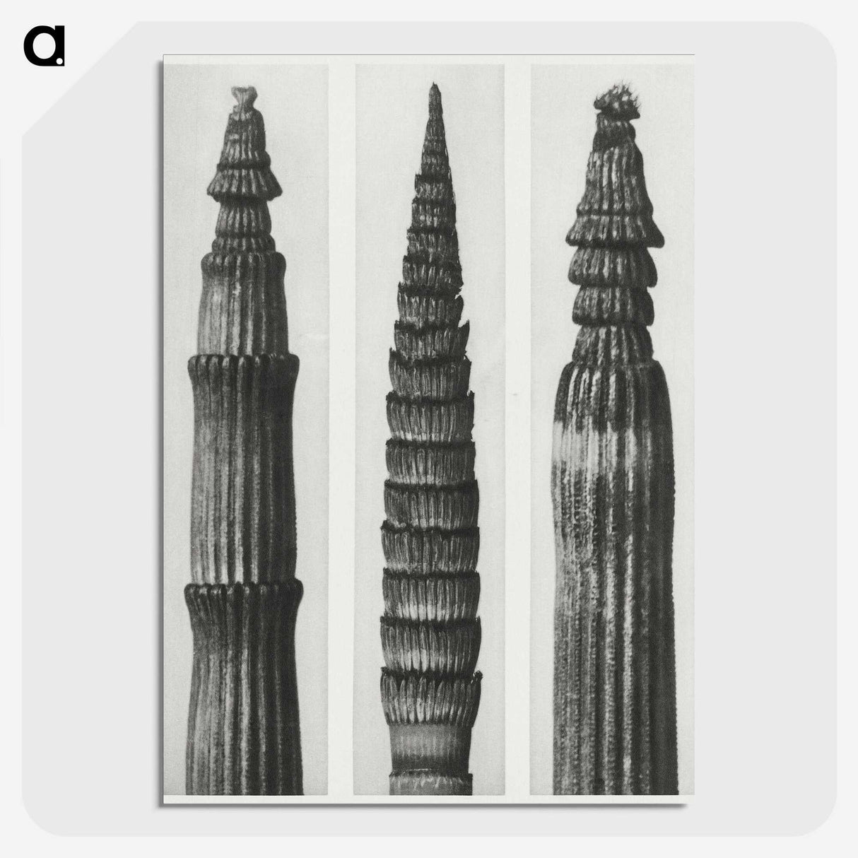 2-12_Karl-Blossfeldt_picture-crop