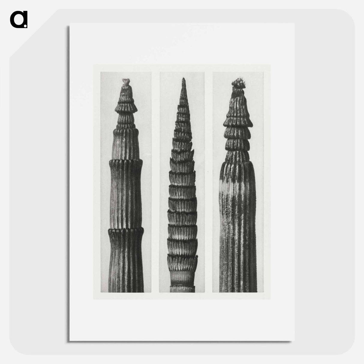 Equisetum Hiemale (Winter Horsetail) enlarged 12 times, Equisetum Maximum (Fox–Tailed Asparagus) enlarged 4 times, and Equisetum Hiemale (Winter Horsetail) enlarged 18 times from Urformen der Kunst - Karl Blossfeldt Poster.