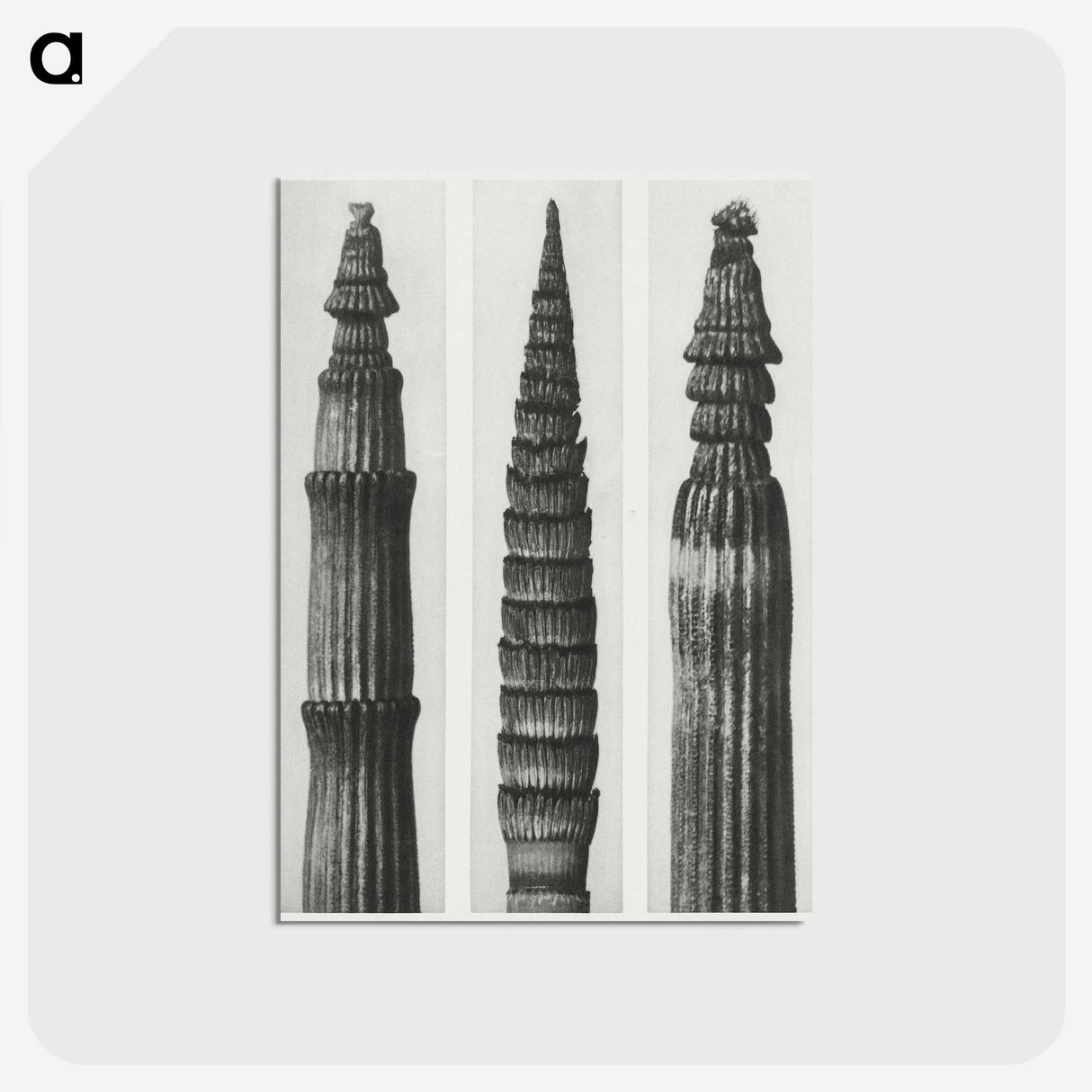 2-12_Karl-Blossfeldt_postcard