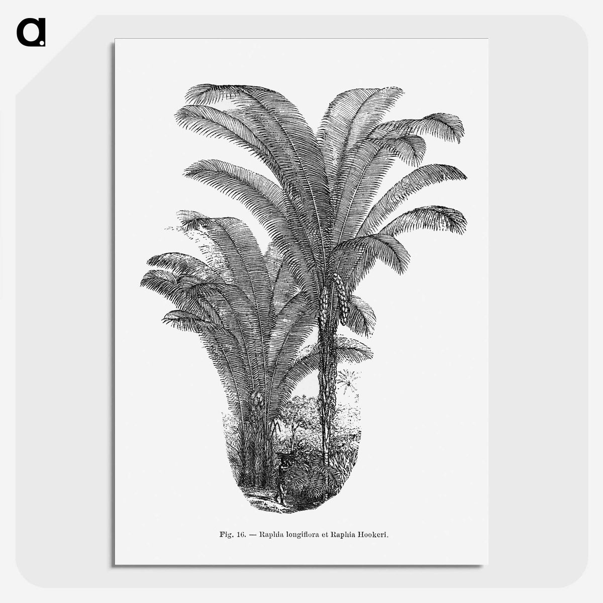 2-12_Les-Palmiers-Histoire-Iconographique_picture-crop