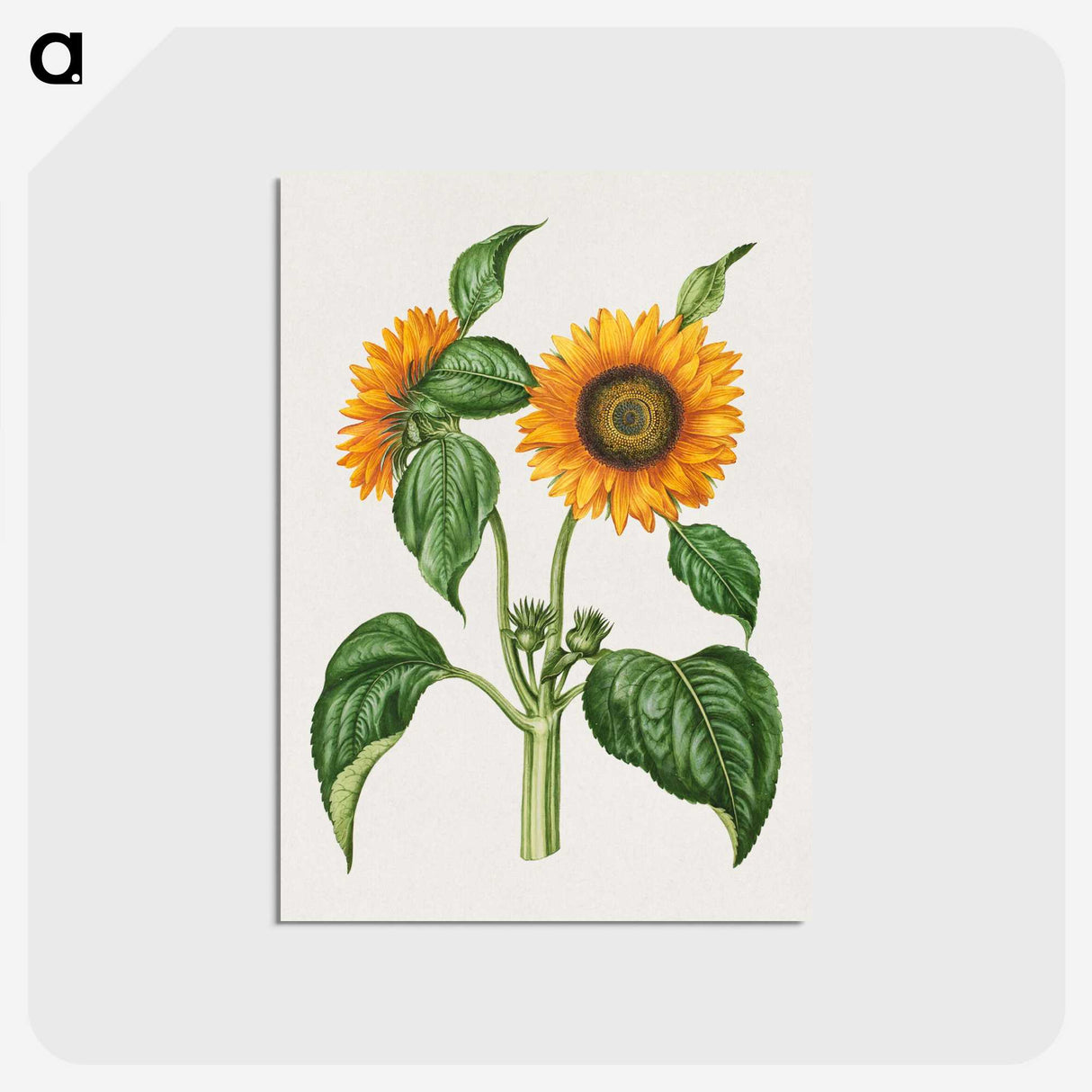 2-12_Maria-Sibylla-Merian_postcard