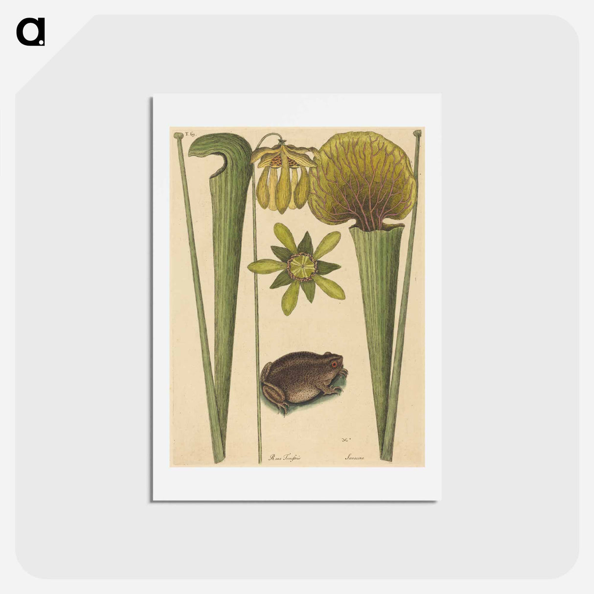 アートポストカード-The Land Frog
- マーク ケイツビー Postcard.