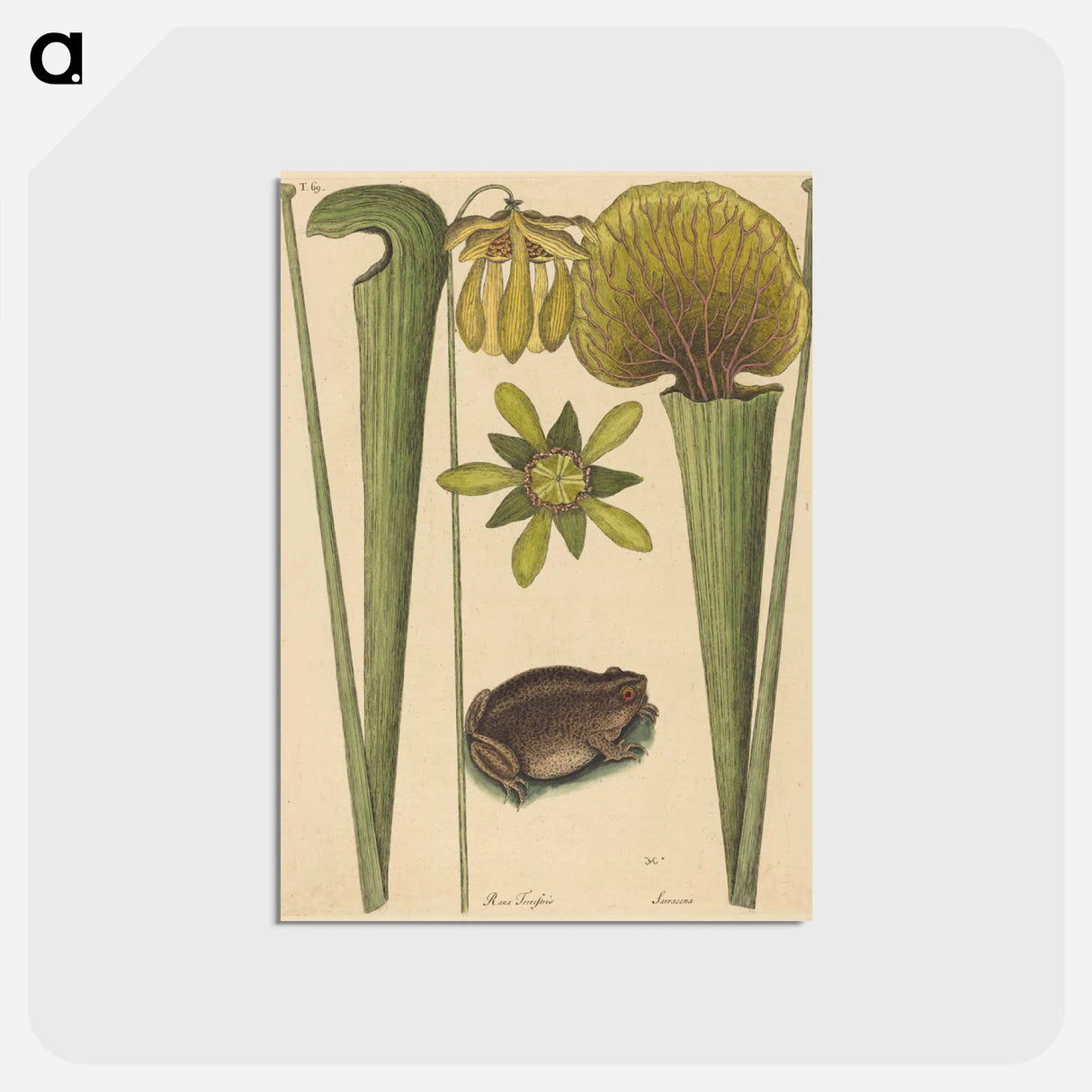アートポストカード-The Land Frog
- マーク ケイツビー Postcard.