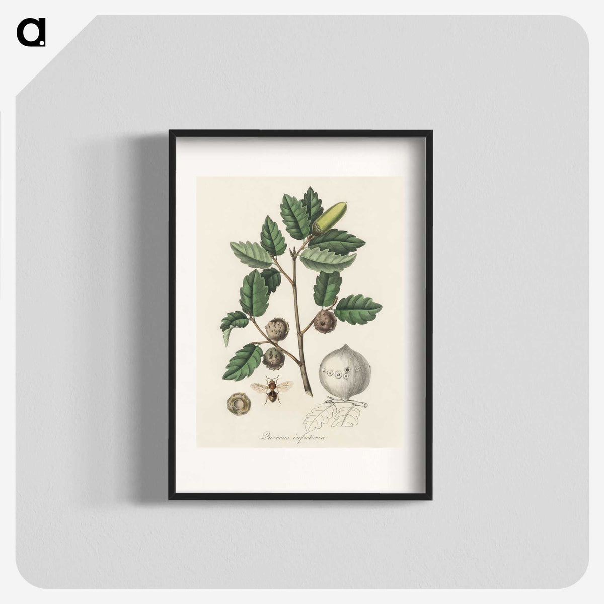 2-12_Medical-Botany_blk