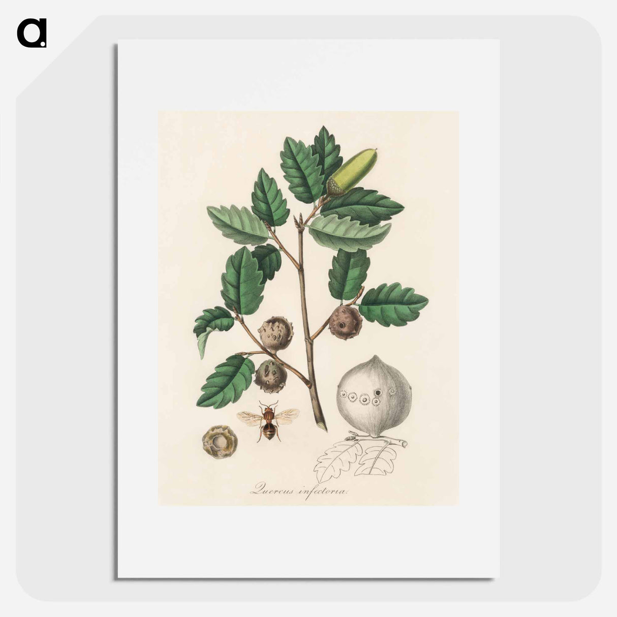 アートポスター-Aleppo Oak Illustration
- 薬用植物学 Poster.