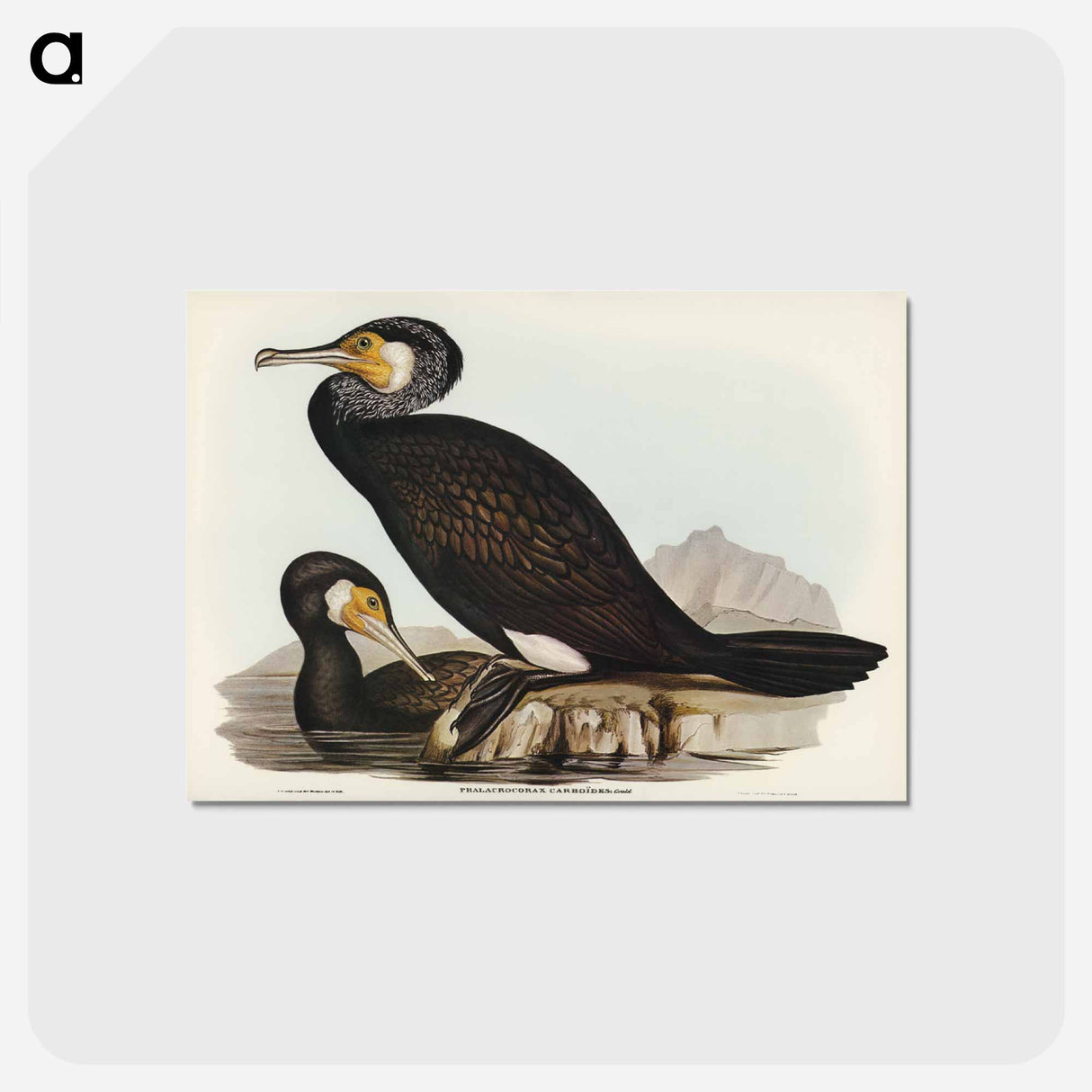 アートポストカード-Australian Cormorant
- オーストラリアの鳥 Postcard.