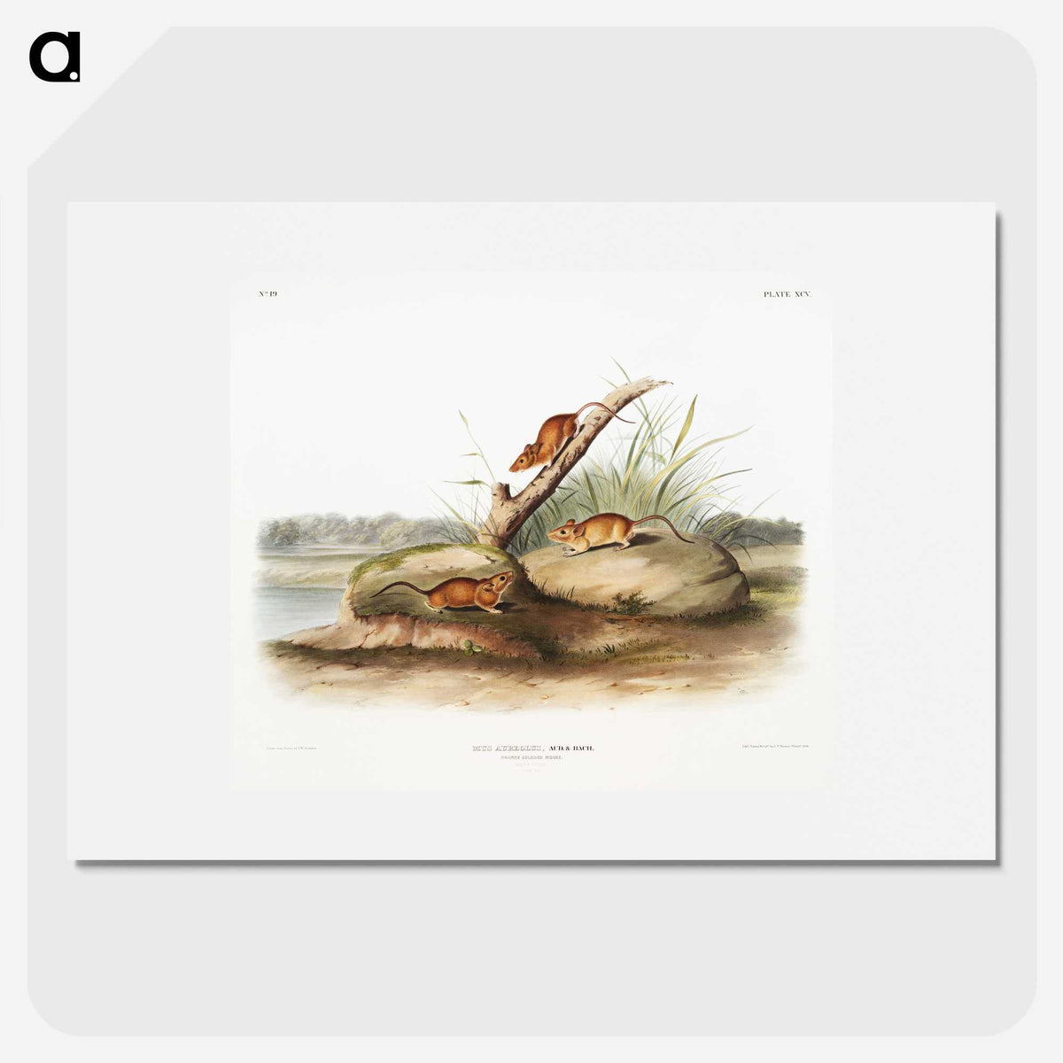 2-12_The-Viviparous-Quadrupeds_picture