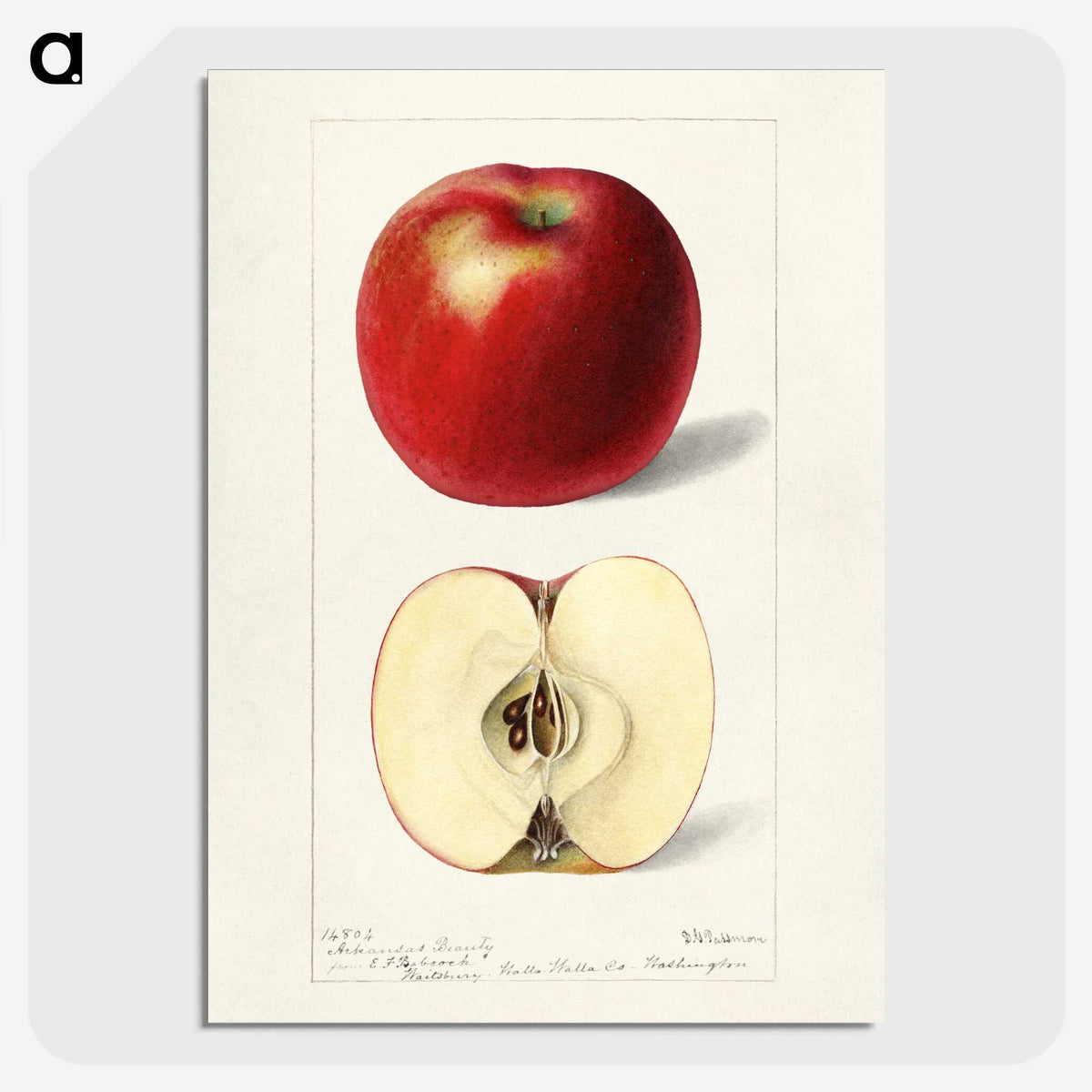 2-12_USDA-Watercolor-Fruit-Painting-Collection_picture-crop