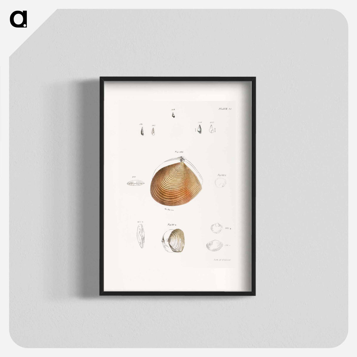 Different types of seashells illustration from Zoology of New York by James Ellsworth De Kay - ニューヨークの動物学 Poster.