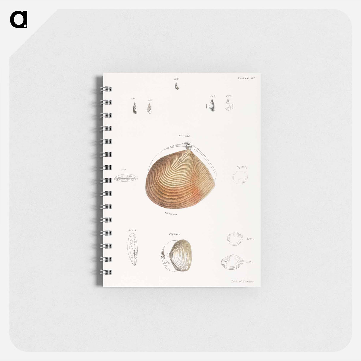 Different types of seashells illustration from Zoology of New York by James Ellsworth De Kay - ニューヨークの動物学 Memo.