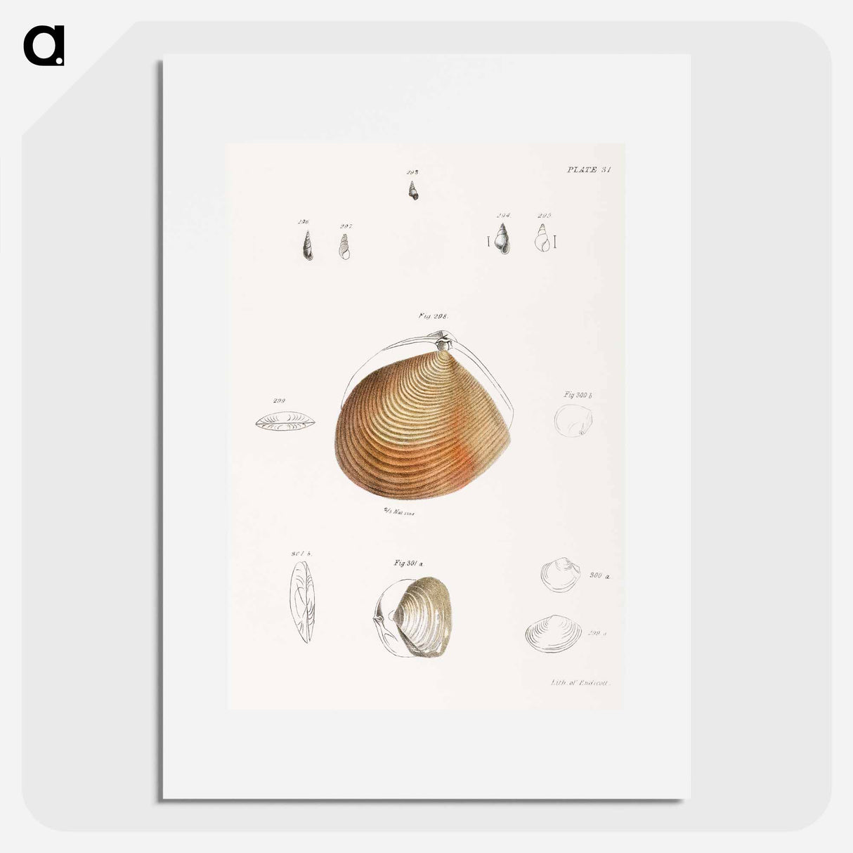 Different types of seashells illustration from Zoology of New York by James Ellsworth De Kay - ニューヨークの動物学 Poster.