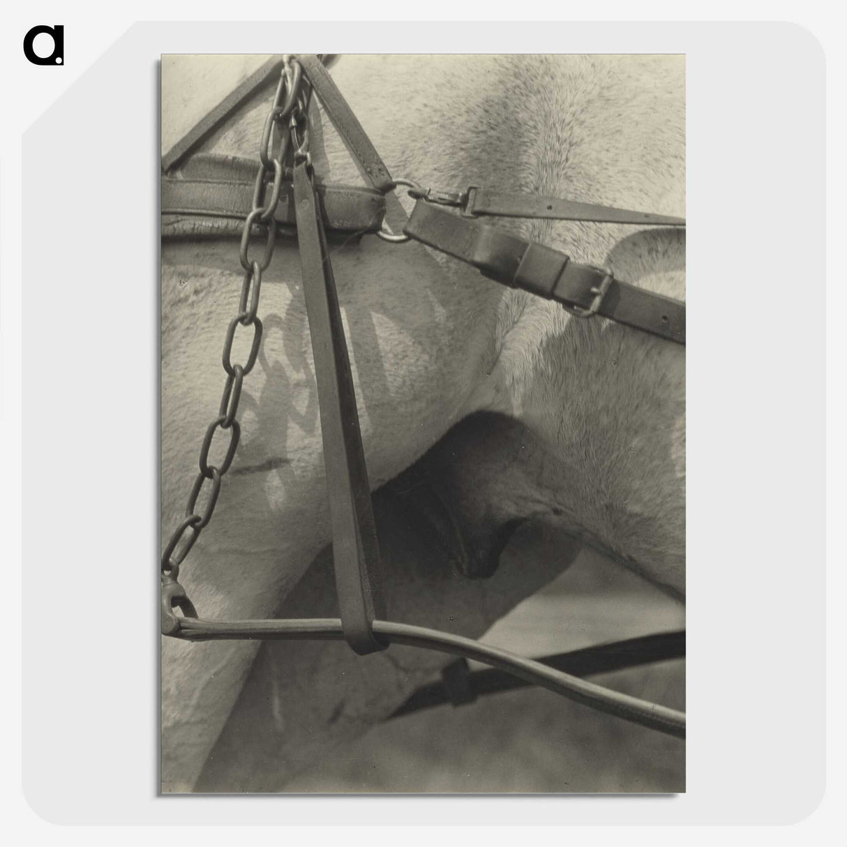 2-13_Alfred-Stieglitz_picture-crop