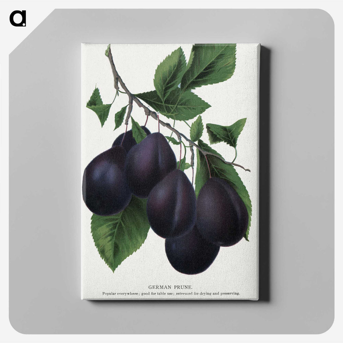 2-13_Botanical-Specimen-Plates_canvas