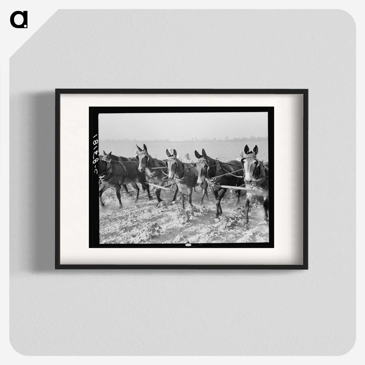 2-13_Dorothea-Lange_blk