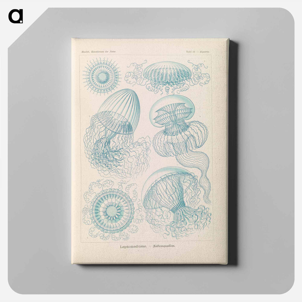 Marine life illustration - エルンスト ヘッケル Canvas.