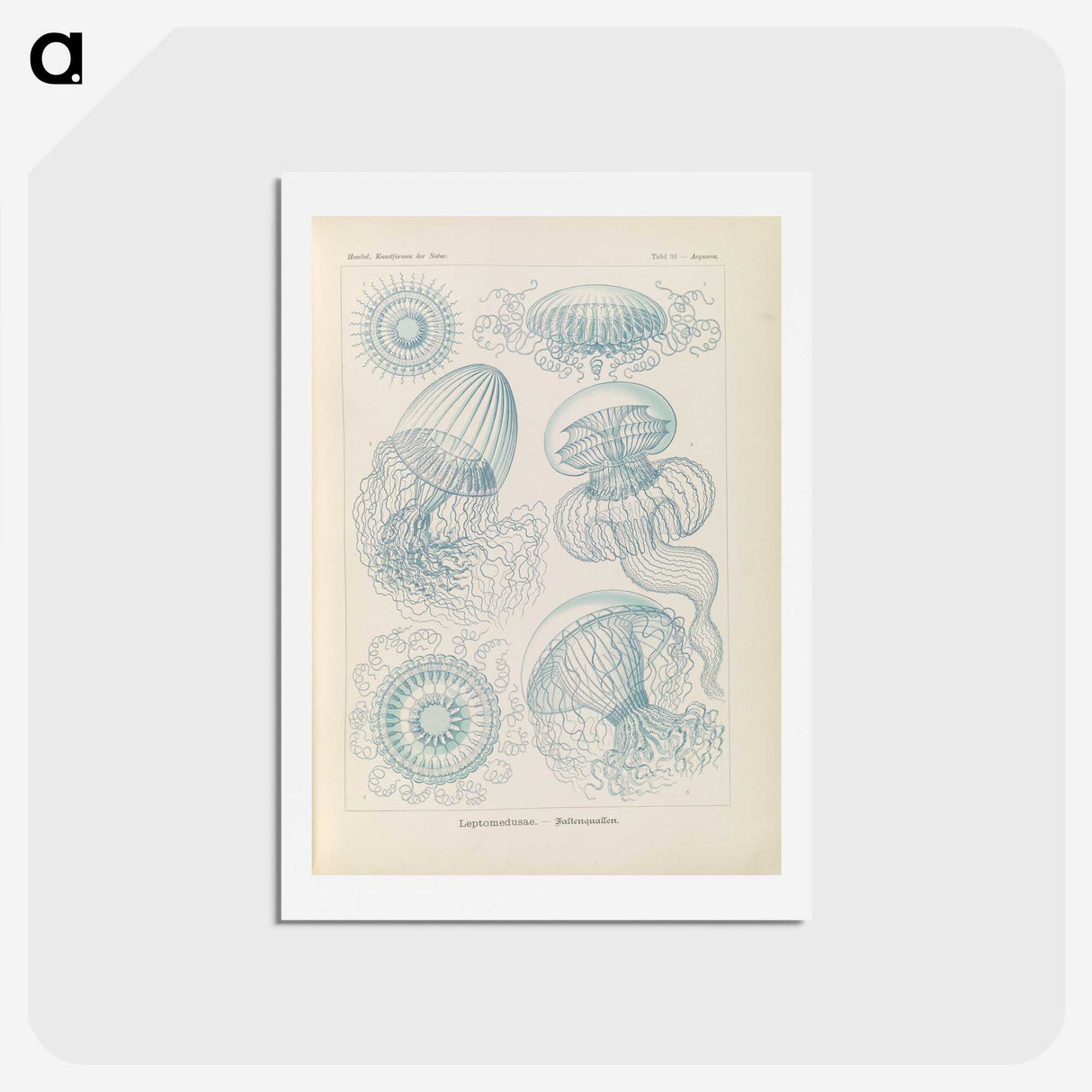 2-13_Ernst-Haeckel_hagaki