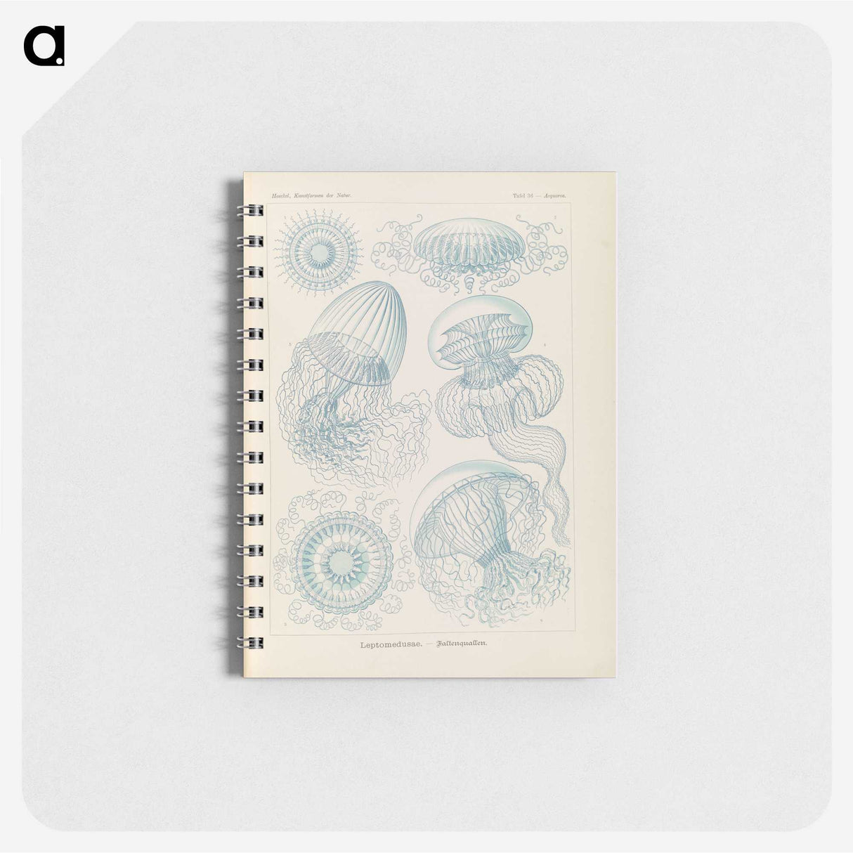 2-13_Ernst-Haeckel_memo
