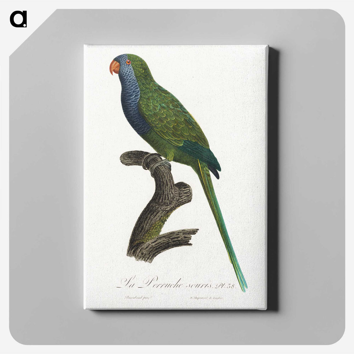 2-13_Francois-Levaillant_canvas