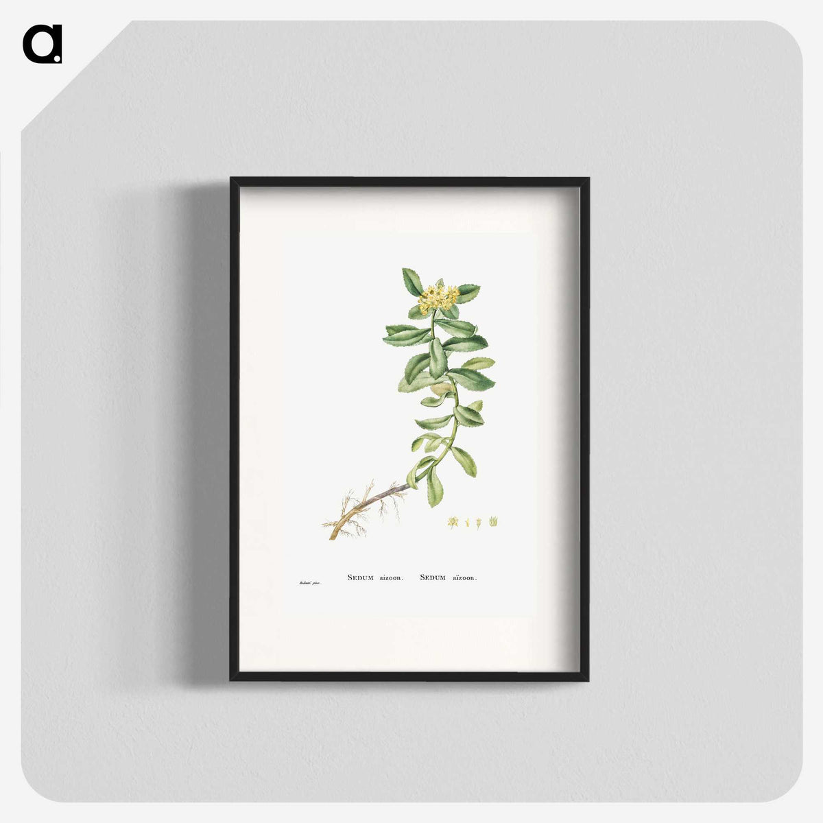 2-13_Histoire-des-Plantes-Grasses_blk