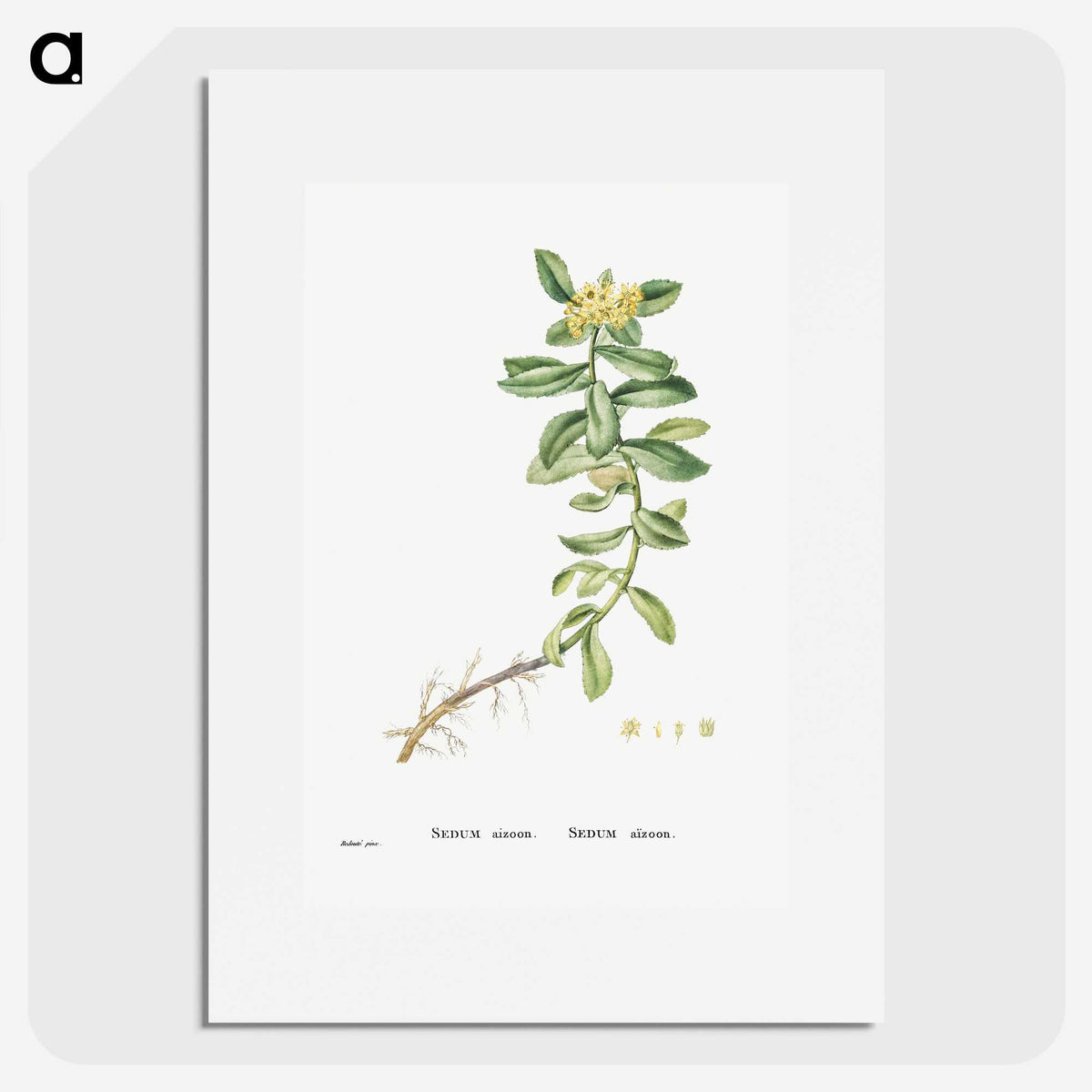 2-13_Histoire-des-Plantes-Grasses_picture