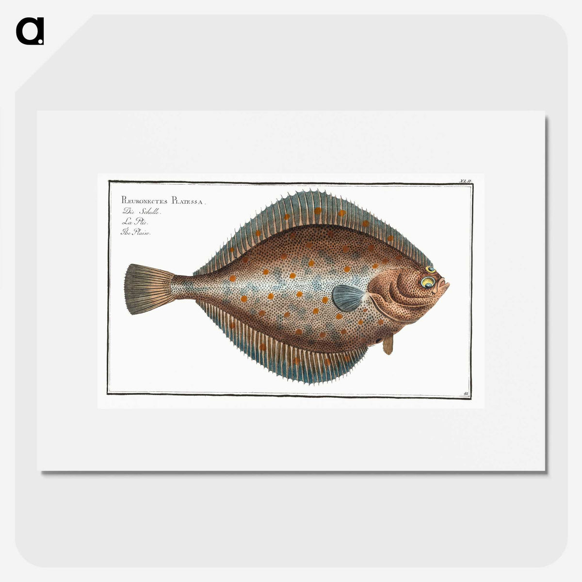2-13_Ichtyologie-ou-Histoire-naturelle_picture