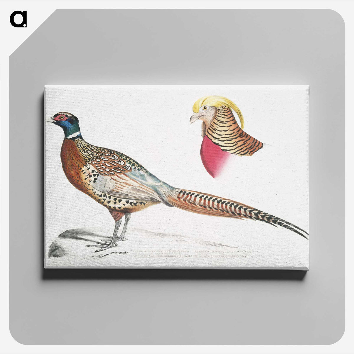 2-13_Indian-Zoology_canvas