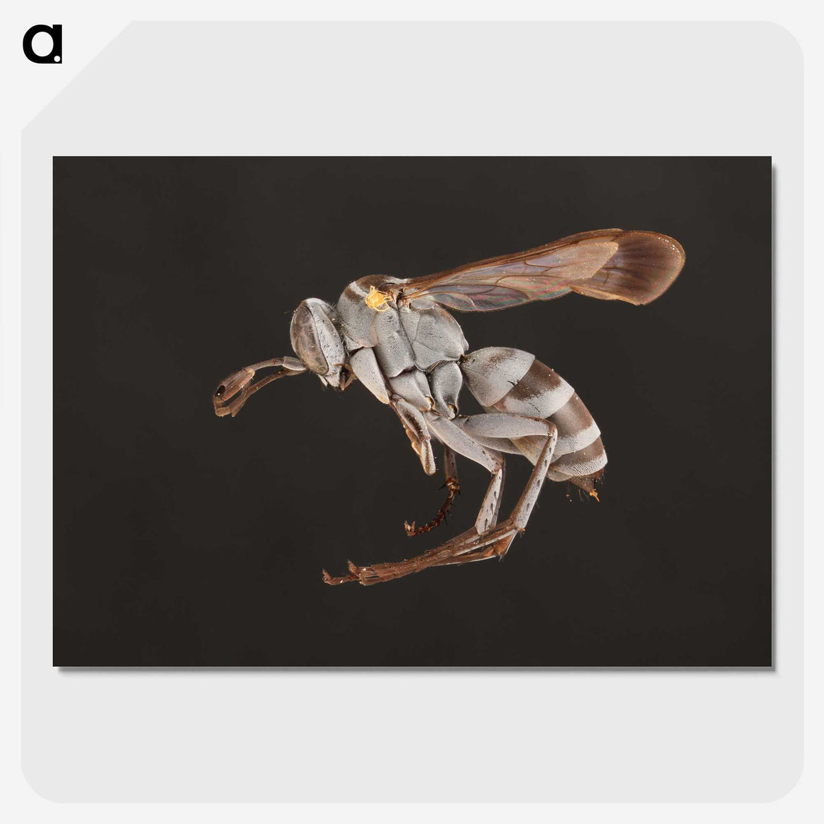 2-13_Insects-Unlocked-Project_picture-crop
