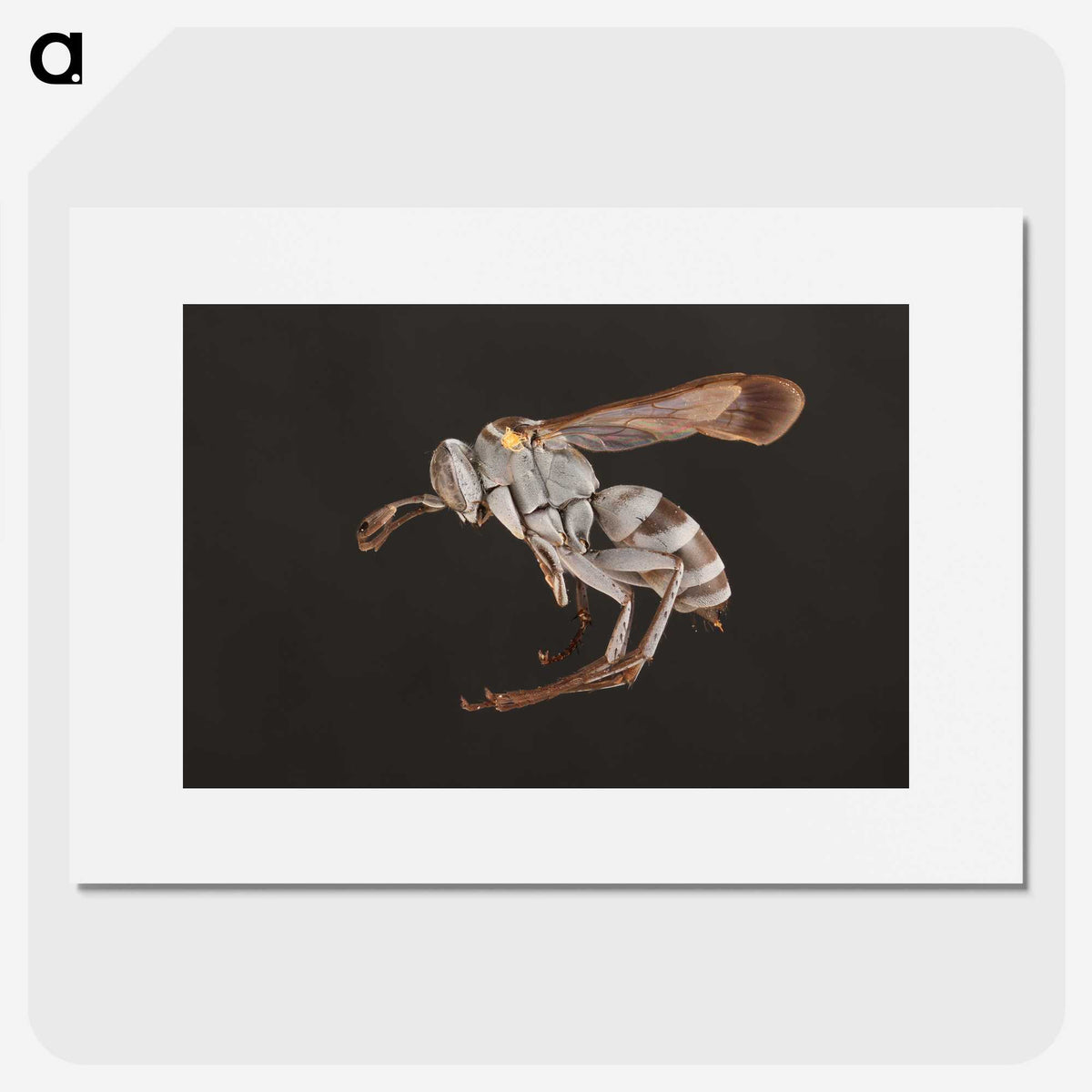 2-13_Insects-Unlocked-Project_picture