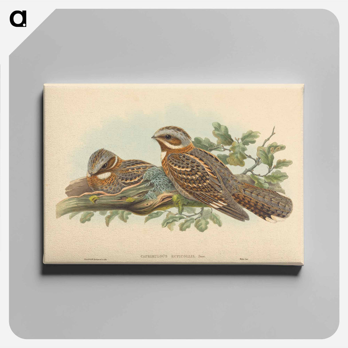 アートパネル-Caprimulgus Ruficollis
- ジョン グールド Canvas.