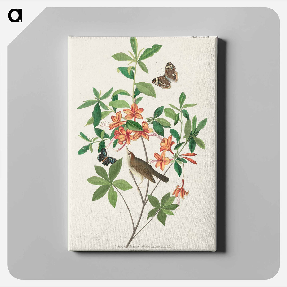 アートパネル-Brown-headed Worm Eating Warbler
- ジョン ジェームス オーデュボン Canvas.